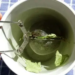 Zaparzam herbatę miętową na orzeźwienie. Woda w kubku nabiera zielonkawego koloru, a liście mięty uwalniają swój aromat.