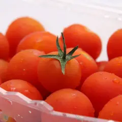 Soczyste pomidorki koktajlowe w plastikowym pojemniku. Dowiedz się, jak przechowywać pomidory, by zachowały świeżość.
