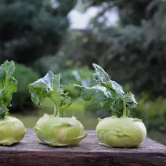 Trzy młode kalarepy na drewnianym stole. Niska kalarepa kcal sprawia, że to zdrowa przekąska.