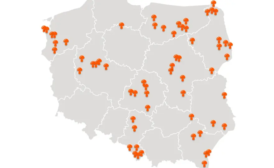 Gdzie są grzyby w Polsce? Sprawdź najlepsze lasy i pogodę