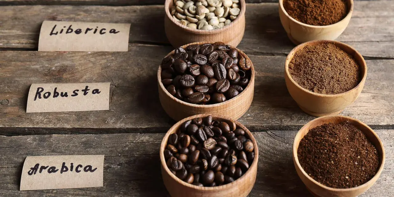 Ziarna kawy: Liberica, Robusta i Arabica w miseczkach, obok mielonej kawy. Wybór między arabica czy robusta.