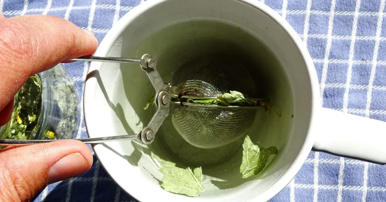 Zaparzam herbatę miętową na orzeźwienie. Woda w kubku nabiera zielonkawego koloru, a liście mięty uwalniają swój aromat.